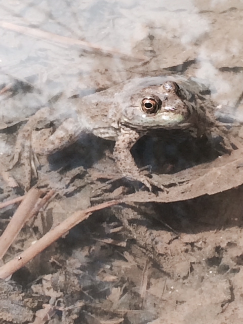 frog olentangy paddle